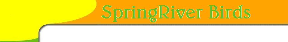 Springriverbirds for exotic indian ringneck mutations